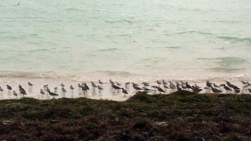 A view of the wrackline with many birds in front of it on the shore.